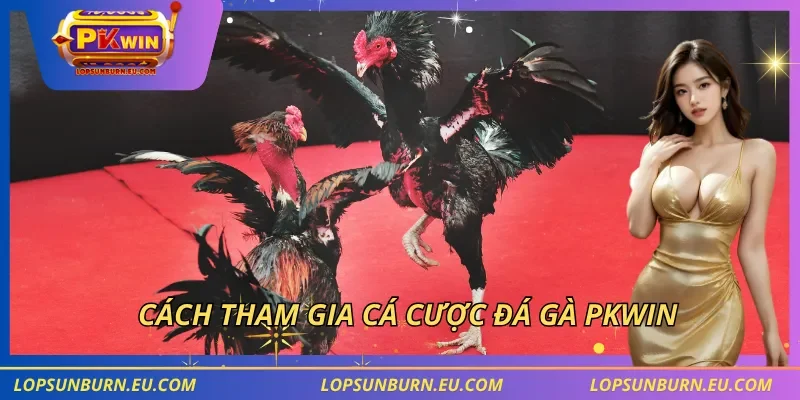 Cách tham gia cá cược đá gà PKWIN